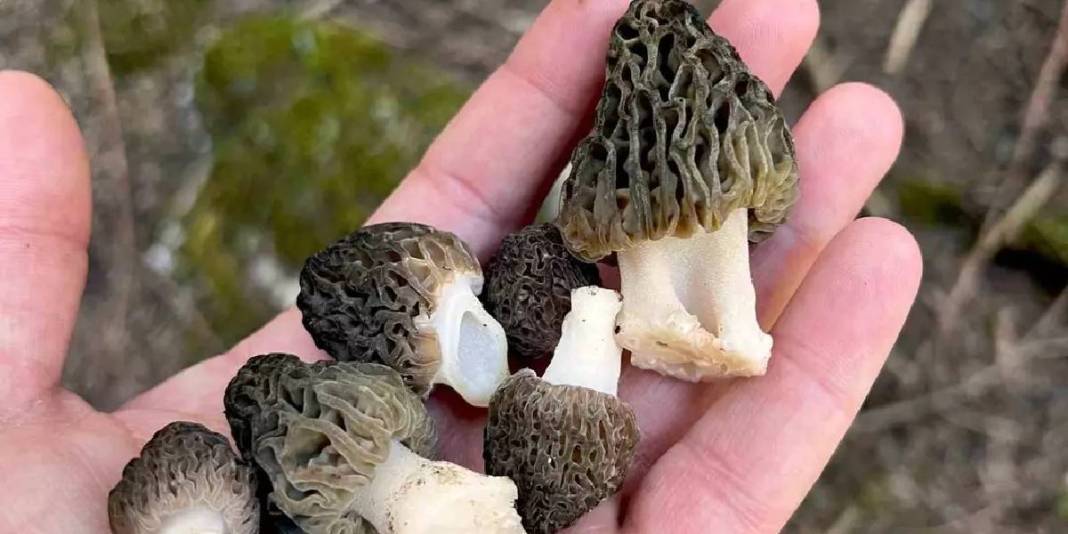 ‘Doğanın altını’ yok satıyor: Üretici hasattan sonra talebe yetişemiyor 3